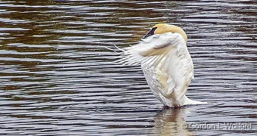 Stretching Swan_DSCF5323.jpg - Trumpeter Swan (Cygnus buccinator) photographed near Maberly, Ontario, Canada.